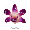 Purple White