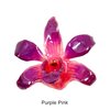 Purple Pink