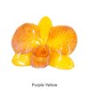 Purple Yellow