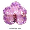 Grape Purple Veins