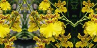 51 Oncidium