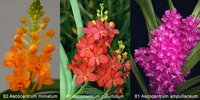 81/82 Ascocentrum orchid
