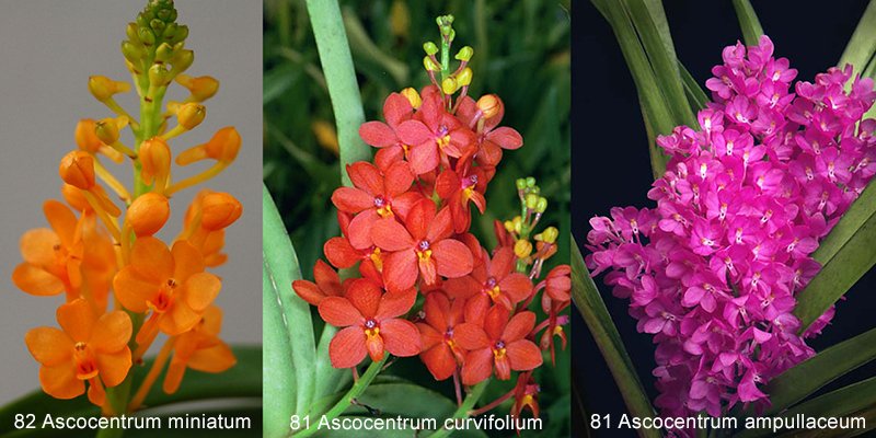 81/82 Ascocentrum orchid