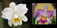 Cattleya