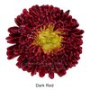 Dark Red