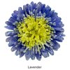 Lanvender