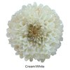 Cream/White