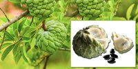 Custard Apple