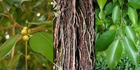 Banyan Tree Root