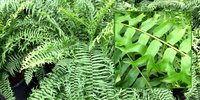 Fishtail Fern Leaf