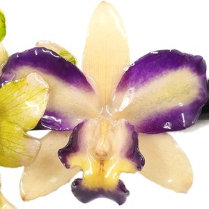 Royal Orchid Collection, Real Gardenia and Cattleya on a 13 cm black metal hair clip, Siam Royal Orchid.