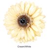 Cream/White