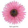 Natural Light Pinks