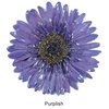 Purplish