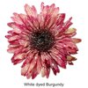 White dyed Burgundy
