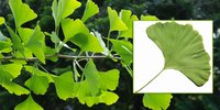 Ginkgo