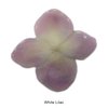 White Lilac