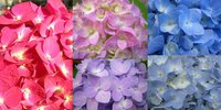 Hydrangea