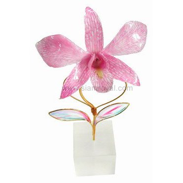 Dendrobium Orchid Fantasy 5