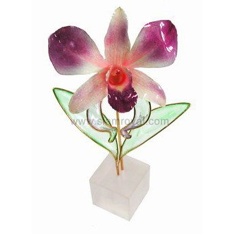 Dendrobium Orchid Fantasy 6