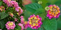 Lantana camara