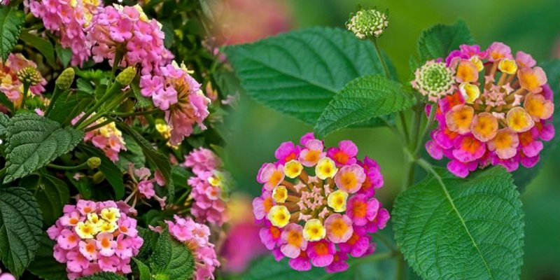 Lantana camara