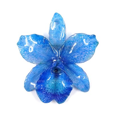 Miniature Cattleya (6<7 cm W) Pendant-Brooch