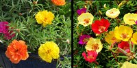 Moss rose