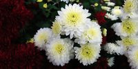 Mum - Chrysanthemum