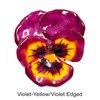 Violet-Yellow/Violet Edged