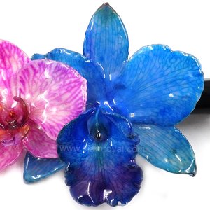 Royal Orchid Collection, Real Phalaenopsis and Cattleya on a 13 cm black metal hair clip, Siam Royal Orchid.