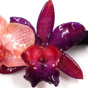 Royal Orchid Collection, Real Phalaenopsis and Cattleya on a 13 cm black metal hair clip, Siam Royal Orchid.