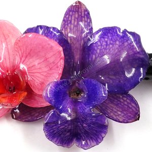 Royal Orchid Collection, Real Phalaenopsis and Cattleya on a 13 cm black metal hair clip, Siam Royal Orchid.