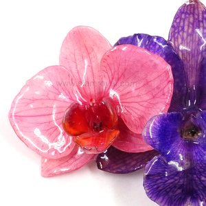 Royal Orchid Collection, Real Phalaenopsis and Cattleya on a 13 cm black metal hair clip, Siam Royal Orchid.
