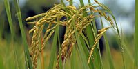 Rice Grains