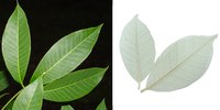 Rubber Leaf