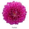 Fuchsia
